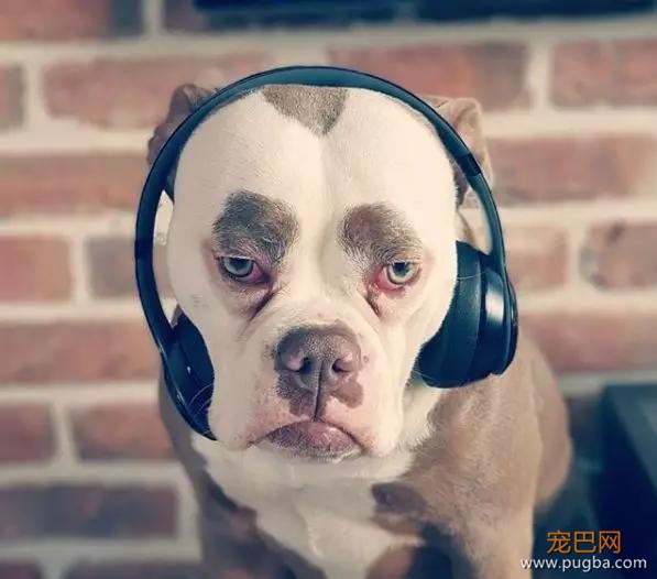 明明是只狗，却长着一张名模都羡慕的高级脸-3.jpg