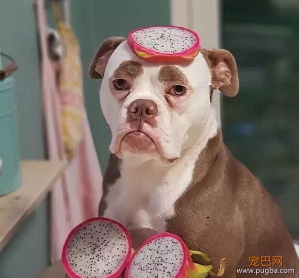 明明是只狗，却长着一张名模都羡慕的高级脸-6.jpg