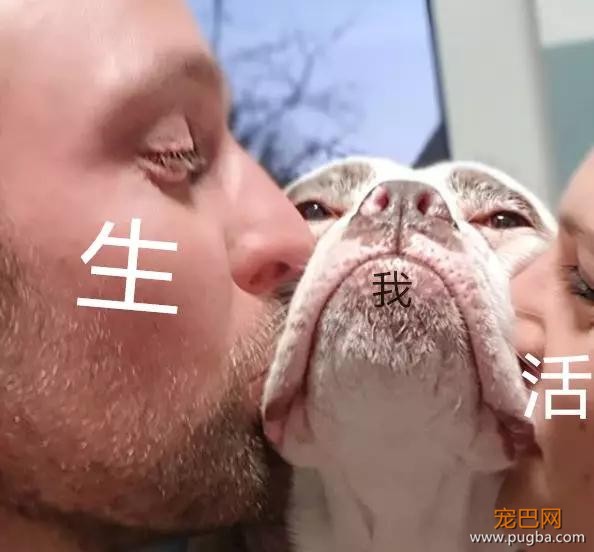 明明是只狗，却长着一张名模都羡慕的高级脸-10.jpg