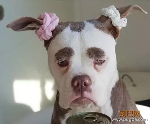 明明是只狗，却长着一张名模都羡慕的高级脸-8.jpg