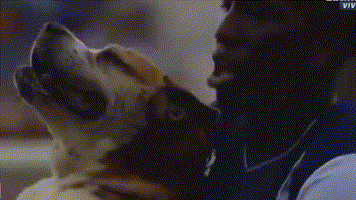 狗狗乱入新闻直播现场，最淡定的居然是播报员...-9.gif
