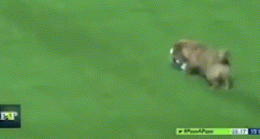 狗狗乱入新闻直播现场，最淡定的居然是播报员...-10.gif
