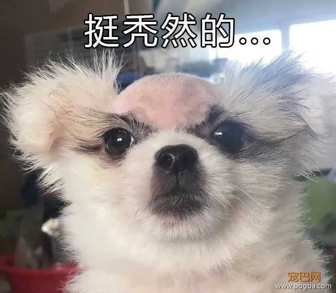 这只狗得了皮肤病后，笑疯了全国网友！-3.jpeg