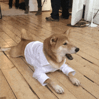 在狗眼里，我也是狗？-3.gif