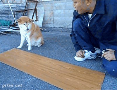 在狗眼里，我也是狗？-4.gif