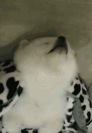 狗狗下巴长了颗痘，不让挤不让碰，还非要这样睡觉……-4.gif
