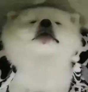 狗狗下巴长了颗痘，不让挤不让碰，还非要这样睡觉……-3.jpg