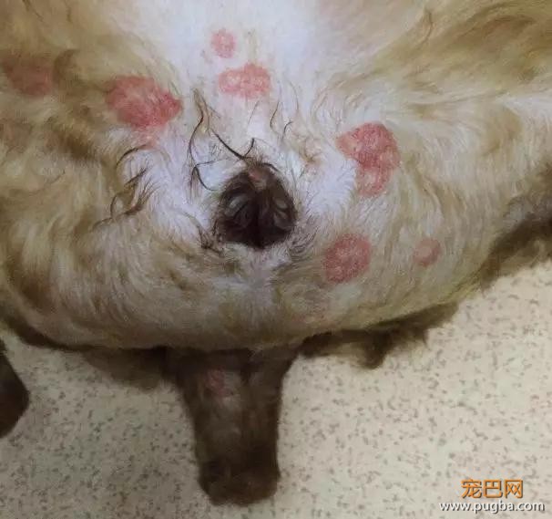 狗狗下巴长了颗痘，不让挤不让碰，还非要这样睡觉……-9.jpg