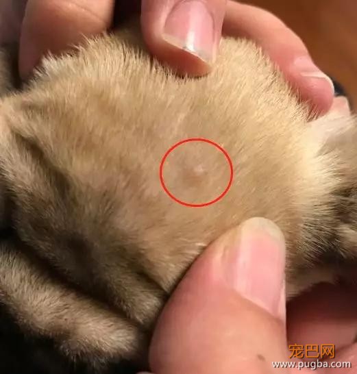 狗狗下巴长了颗痘，不让挤不让碰，还非要这样睡觉……-6.jpg