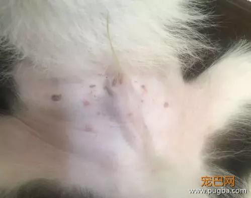 狗狗下巴长了颗痘，不让挤不让碰，还非要这样睡觉……-7.jpg