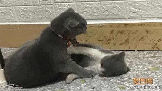 白猫挑衅黑猫，还没开始欺负，就被黑猫反压在身下了-2.jpeg