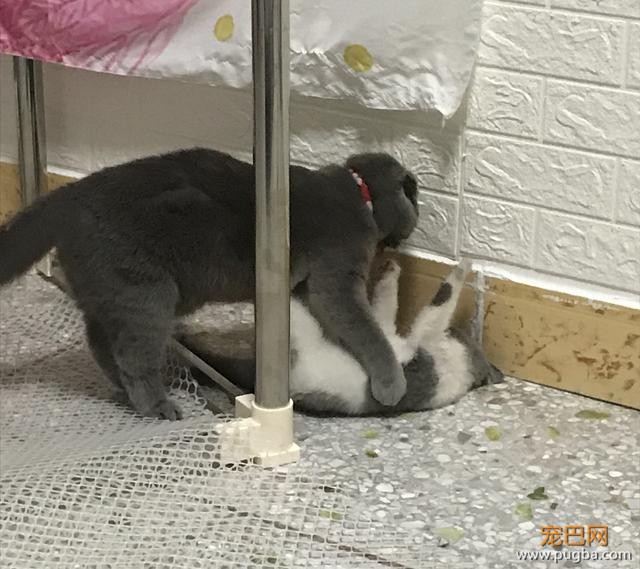 白猫挑衅黑猫，还没开始欺负，就被黑猫反压在身下了-1.jpeg