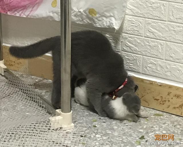 白猫挑衅黑猫，还没开始欺负，就被黑猫反压在身下了-3.jpeg