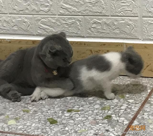白猫挑衅黑猫，还没开始欺负，就被黑猫反压在身下了-4.jpeg