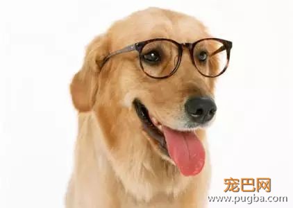 这18个养宠小常识，作为养狗的老手您都知道吗-3.jpeg
