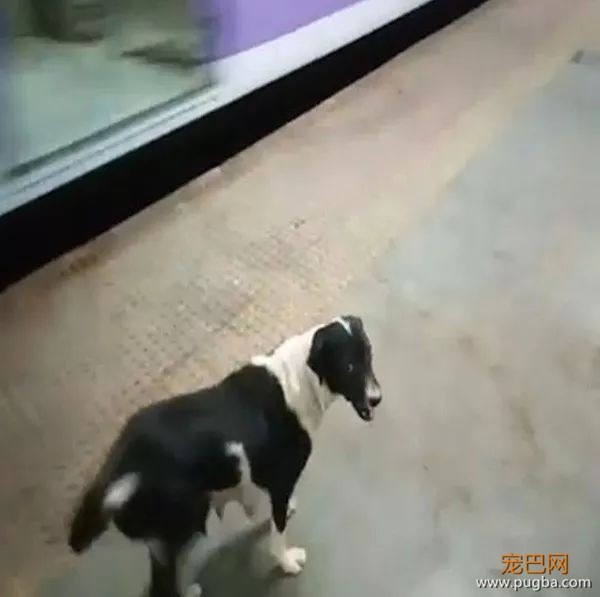 2个月了，为什么它每晚11点都来这个车站？-1.jpeg