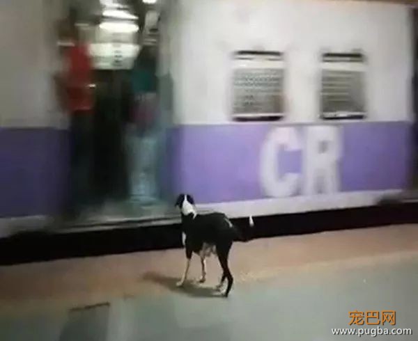 2个月了，为什么它每晚11点都来这个车站？-2.jpeg