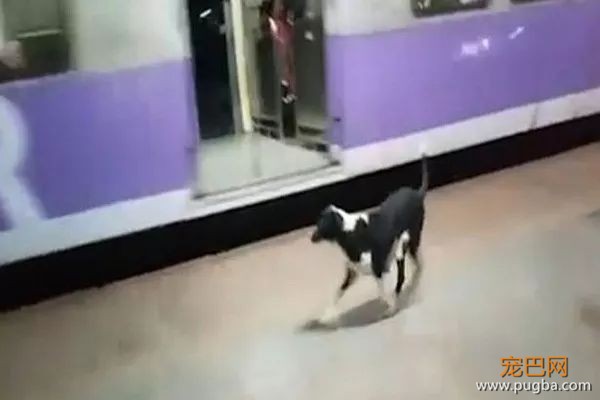 2个月了，为什么它每晚11点都来这个车站？-3.jpeg