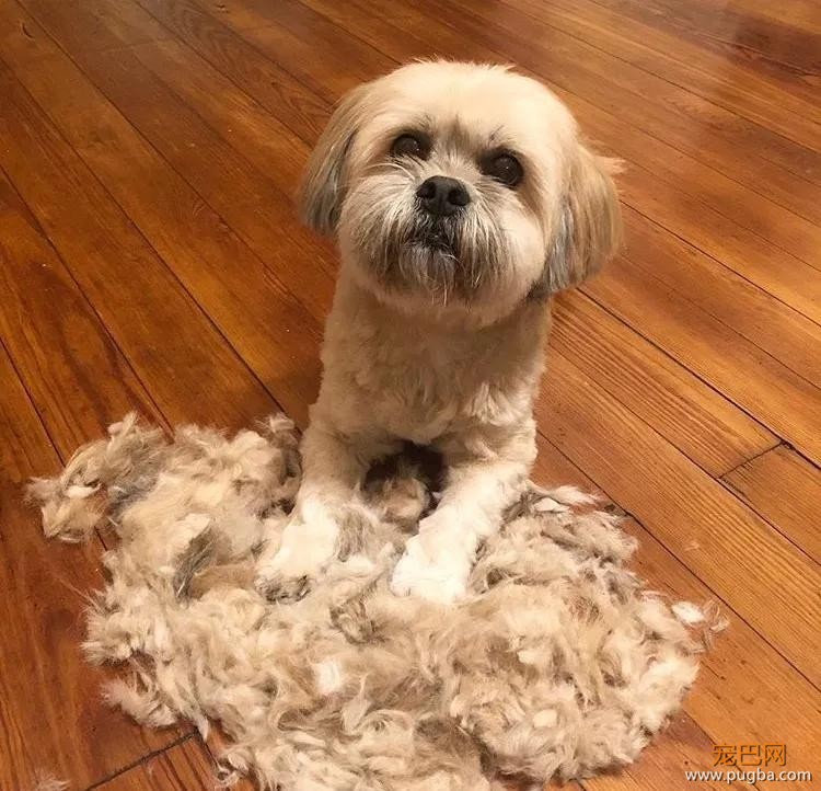 如果狗毛是一笔财富，那我早就是亿万富翁了！-1.jpg