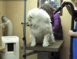 如果狗毛是一笔财富，那我早就是亿万富翁了！-5.gif