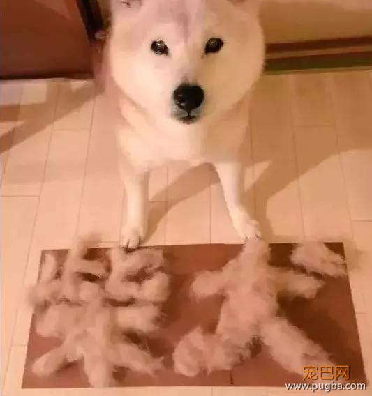 如果狗毛是一笔财富，那我早就是亿万富翁了！-3.jpg