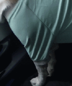 如果狗毛是一笔财富，那我早就是亿万富翁了！-4.gif
