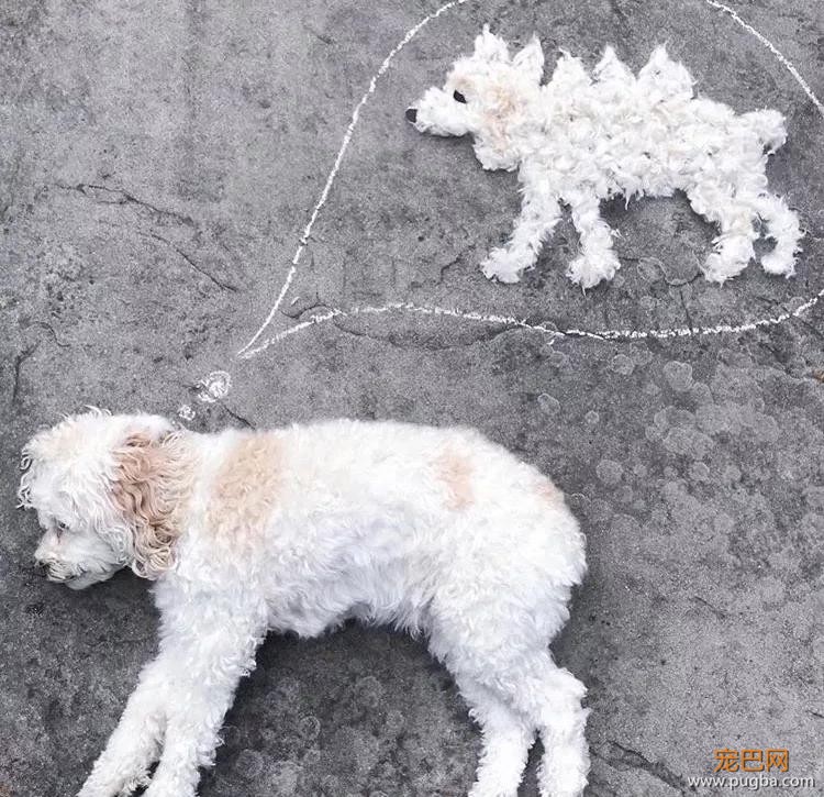 如果狗毛是一笔财富，那我早就是亿万富翁了！-8.jpg