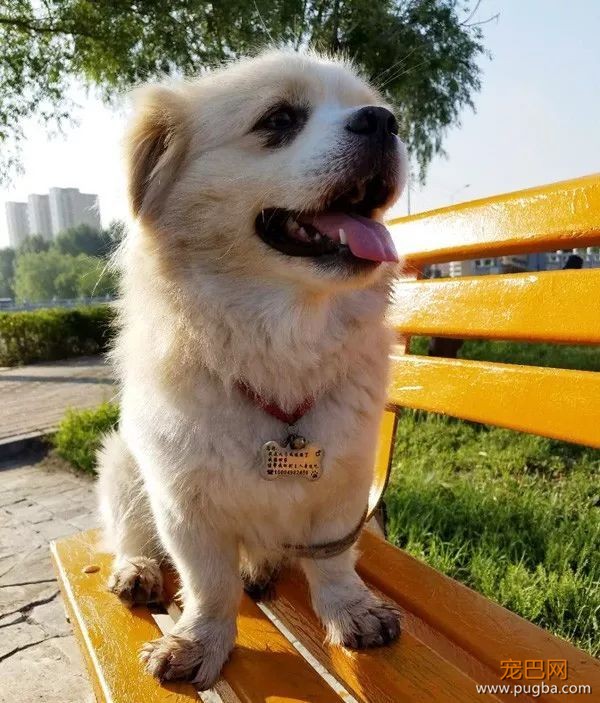 假如狗狗以人类的身份活着，会是什么样子？-7.jpeg