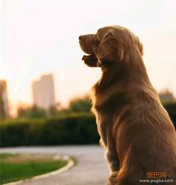 假如狗狗以人类的身份活着，会是什么样子？-9.jpeg