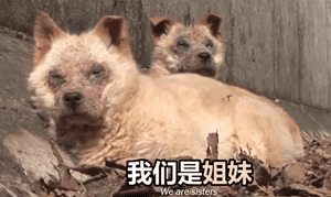 两只狗狗在水沟里等死，被救后却迟迟不肯离去，竟是因为…-1.gif
