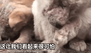 两只狗狗在水沟里等死，被救后却迟迟不肯离去，竟是因为…-2.gif