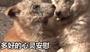 两只狗狗在水沟里等死，被救后却迟迟不肯离去，竟是因为…-3.gif