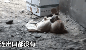两只狗狗在水沟里等死，被救后却迟迟不肯离去，竟是因为…-5.gif