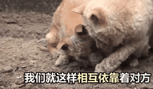 两只狗狗在水沟里等死，被救后却迟迟不肯离去，竟是因为…-4.gif