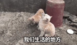 两只狗狗在水沟里等死，被救后却迟迟不肯离去，竟是因为…-6.gif