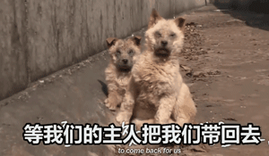 两只狗狗在水沟里等死，被救后却迟迟不肯离去，竟是因为…-8.gif