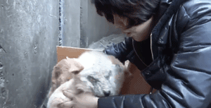 两只狗狗在水沟里等死，被救后却迟迟不肯离去，竟是因为…-11.gif
