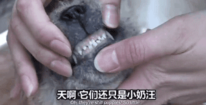 两只狗狗在水沟里等死，被救后却迟迟不肯离去，竟是因为…-12.gif