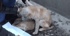 两只狗狗在水沟里等死，被救后却迟迟不肯离去，竟是因为…-20.gif