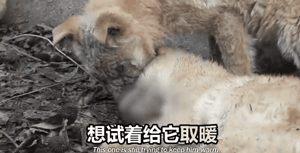 两只狗狗在水沟里等死，被救后却迟迟不肯离去，竟是因为…-19.gif