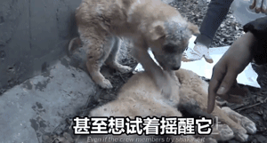 两只狗狗在水沟里等死，被救后却迟迟不肯离去，竟是因为…-18.gif
