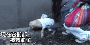 两只狗狗在水沟里等死，被救后却迟迟不肯离去，竟是因为…-22.gif