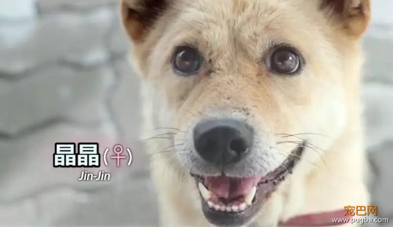 两只狗狗在水沟里等死，被救后却迟迟不肯离去，竟是因为…-25.jpg