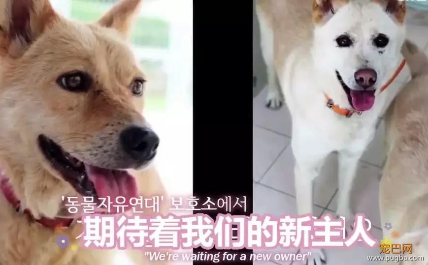 两只狗狗在水沟里等死，被救后却迟迟不肯离去，竟是因为…-26.jpg