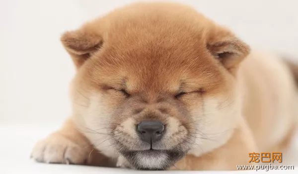 柴犬最容易得哪些病？-2.jpeg