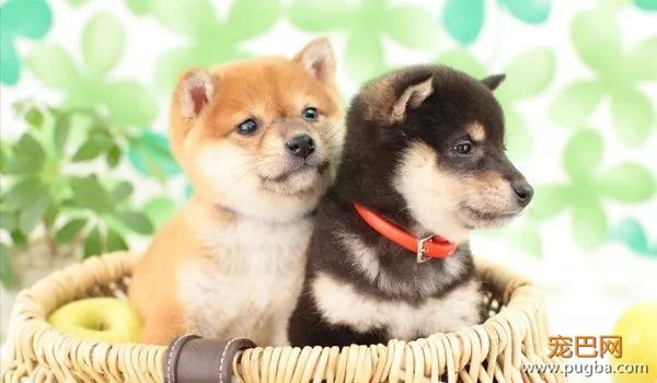 柴犬最容易得哪些病？-3.jpeg