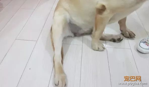 柴犬最容易得哪些病？-6.jpeg