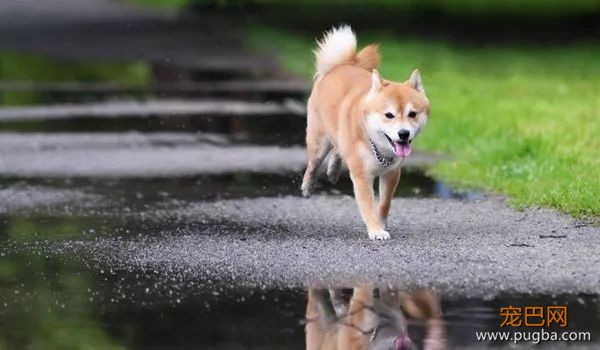 柴犬最容易得哪些病？-5.jpeg