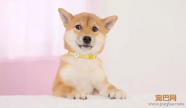 柴犬最容易得哪些病？-4.jpeg