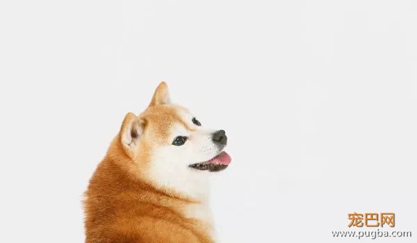 柴犬最容易得哪些病？-11.jpeg